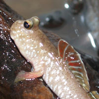 mudskipper fish
